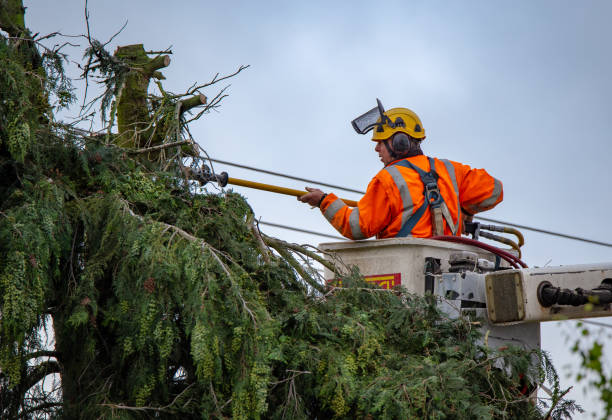 Seasonal Cleanup (Spring/Fall) in Keyport, NJ